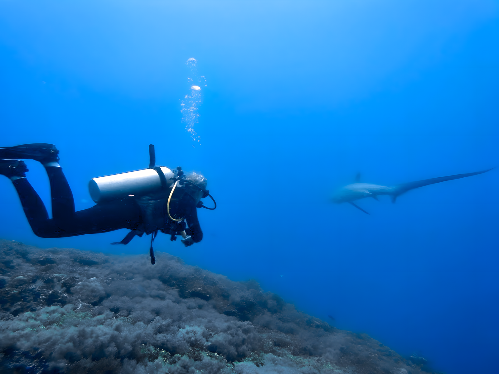 Underwater photograph: ocean life